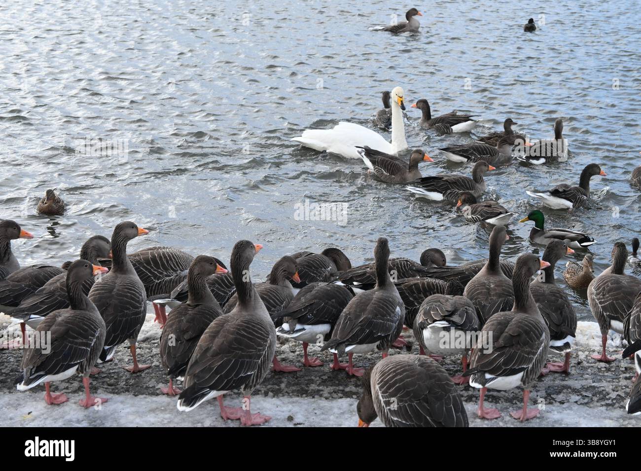 Reykjavik Birds, Islanda. Foto Stock