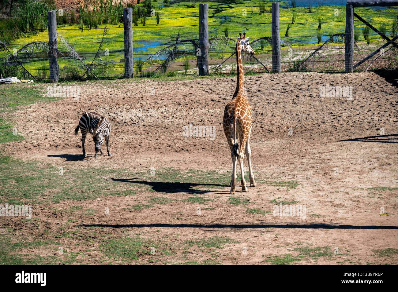 12 settembre 2020, Sydney, nuovo Galles del Sud, Australia: Giraffe (Giraffa camelopardalis) e Plains Zebra (Equus quagga) allo zoo di Sydney, NSW Australia. La giraffa è un grande mammifero africano appartenente al genere Giraffa. Le giraffe sono gli animali terrestri viventi più alti del mondo. I maschi (tori) possono superare i 5,5 metri di altezza e le femmine più alte (mucche) sono di circa 4,5 metri. Con meno di 69.000 esemplari maturi rimasti in natura, le popolazioni di giraffe sono diminuite di quasi il 40% negli ultimi tre decenni a causa della perdita di habitat, dei disordini civili, del bracconaggio e dell'huma Foto Stock