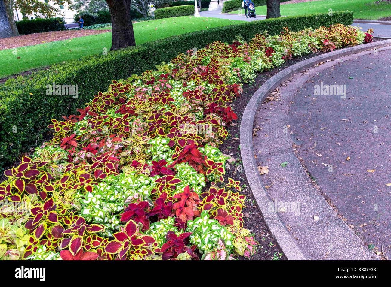 17 aprile 2023, Sydney, nuovo Galles del Sud, Australia: Splendidi fiori a Hyde Park, Sydney, nuovo Galles del Sud, Australia. . Hyde Park è il parco più antico dell'Australia. Il Parco contiene giardini ben curati e circa 580 alberi: Un misto di fichi, conifere, palme e altre varietà. Il parco ha anche due stazioni ferroviarie, che lo rendono molto facile da raggiungere in treno ed è anche a breve distanza a piedi da una stazione della metropolitana leggera. (Immagine di credito: © Tara Malhotra/ZUMA Press Wire) Foto Stock