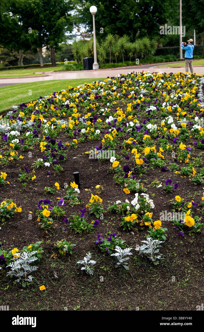 17 aprile 2023, Sydney, nuovo Galles del Sud, Australia: Splendidi fiori a Hyde Park, Sydney, nuovo Galles del Sud, Australia. . Hyde Park è il parco più antico dell'Australia. Il Parco contiene giardini ben curati e circa 580 alberi: Un misto di fichi, conifere, palme e altre varietà. Il parco ha anche due stazioni ferroviarie, che lo rendono molto facile da raggiungere in treno ed è anche a breve distanza a piedi da una stazione della metropolitana leggera. (Immagine di credito: © Tara Malhotra/ZUMA Press Wire) Foto Stock
