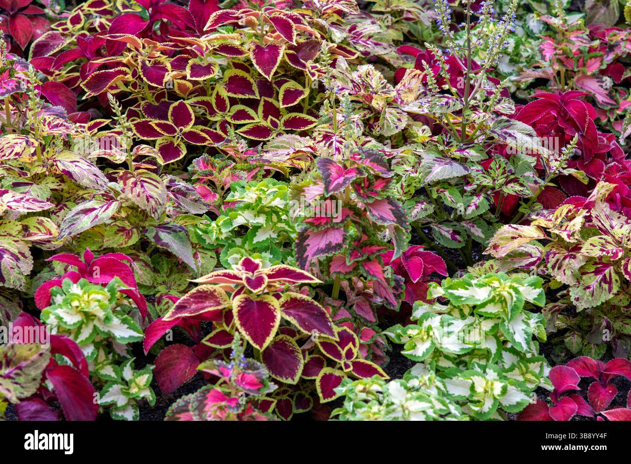 17 aprile 2023, Sydney, nuovo Galles del Sud, Australia: Splendidi fiori a Hyde Park, Sydney, nuovo Galles del Sud, Australia. . Hyde Park è il parco più antico dell'Australia. Il Parco contiene giardini ben curati e circa 580 alberi: Un misto di fichi, conifere, palme e altre varietà. Il parco ha anche due stazioni ferroviarie, che lo rendono molto facile da raggiungere in treno ed è anche a breve distanza a piedi da una stazione della metropolitana leggera. (Immagine di credito: © Tara Malhotra/ZUMA Press Wire) Foto Stock