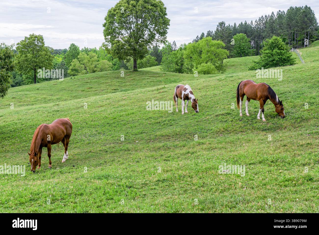 Cavallo pinto, forse una razza Paint, e due cavalli castagno o alloro che pascolano in un pascolo di erba verde in Alabama, USA. Foto Stock