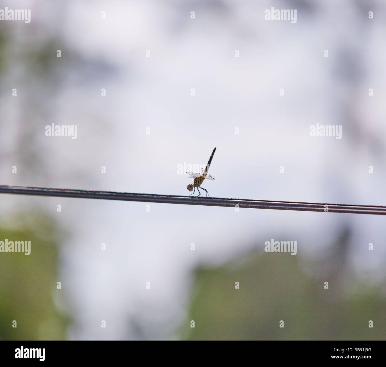 Una libellula è un insetto volante appartenente all'infraordine Anisoptera sotto l'ordine Odonata. Sono note circa 3.000 specie di libellule esistenti. Foto Stock