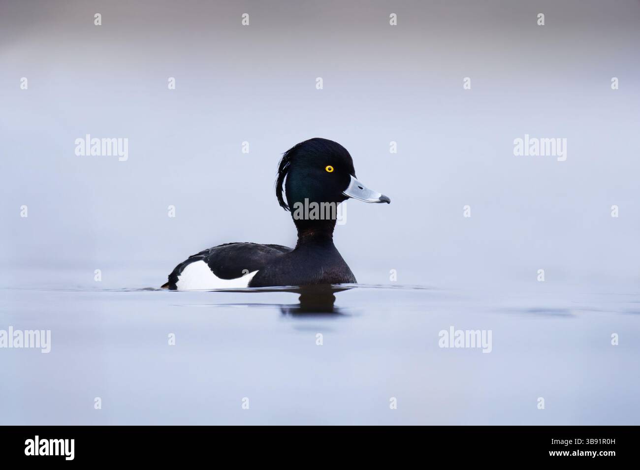 Anatra tufata o frutteto tufted (Aythya fuligula) maschio che nuotano nell'acqua in primavera. Foto Stock