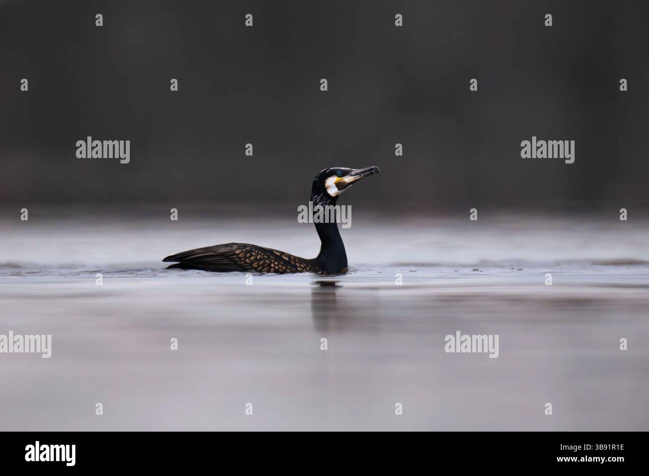 Grande cormorano (Phalacrocorax carbo) che nuota in mare in primavera. Foto Stock