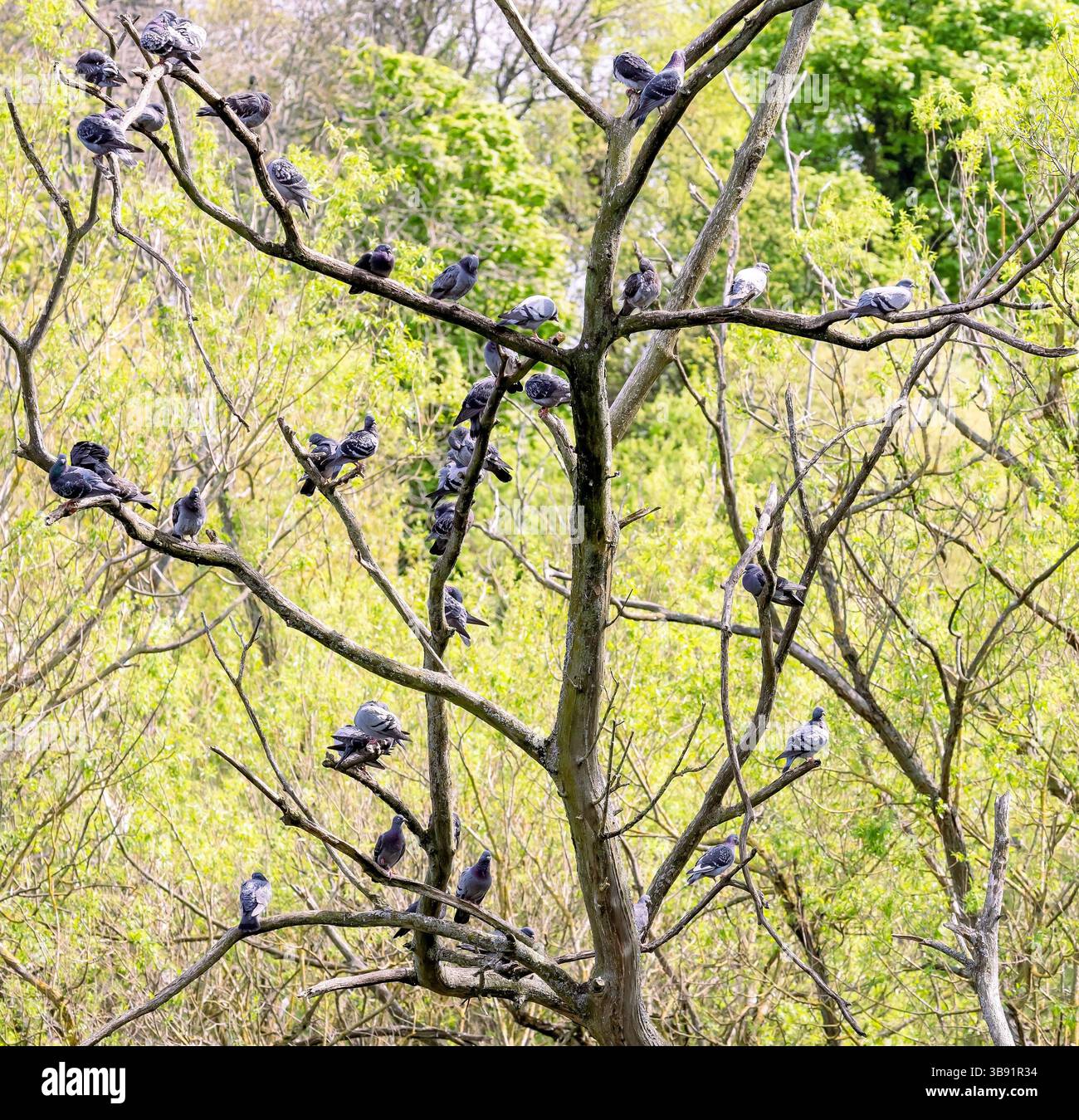 Columbidae seduto sui rami di un albero a Lochend Park, Edimburgo, Scozia, Regno Unito Foto Stock