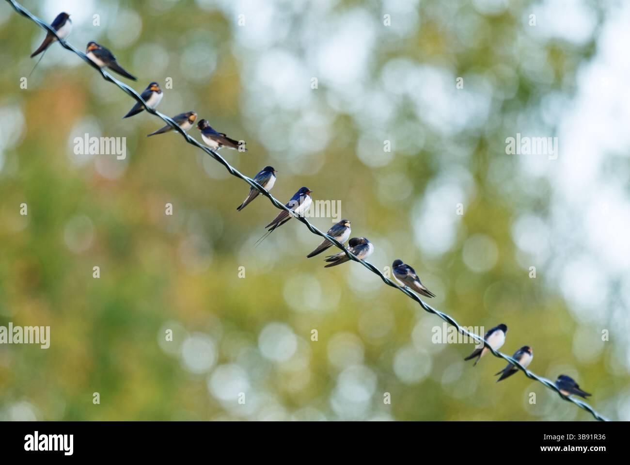 Fienile rondini (Hirundo rustica) seduto sulla linea elettrica in autunno. Foto Stock