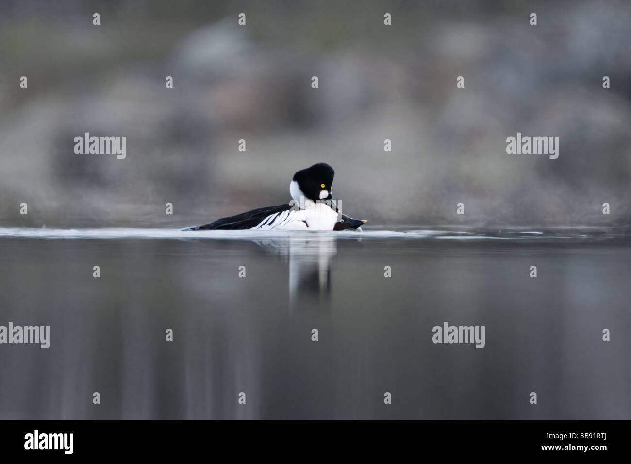 Comune goldeneye (Bucephala clangula) accoppiamento maschio e femmina nel lago in primavera. Foto Stock