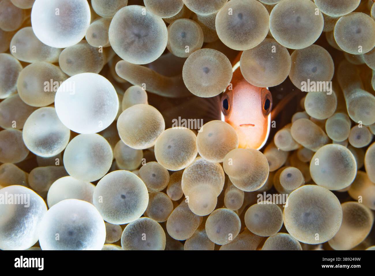 Un anemonefish di Clark, Amphiprion clarkii, si accosta nei tentacoli del suo anemone ospite su una barriera corallina vicino a Halmahera, Indonesia. Foto Stock