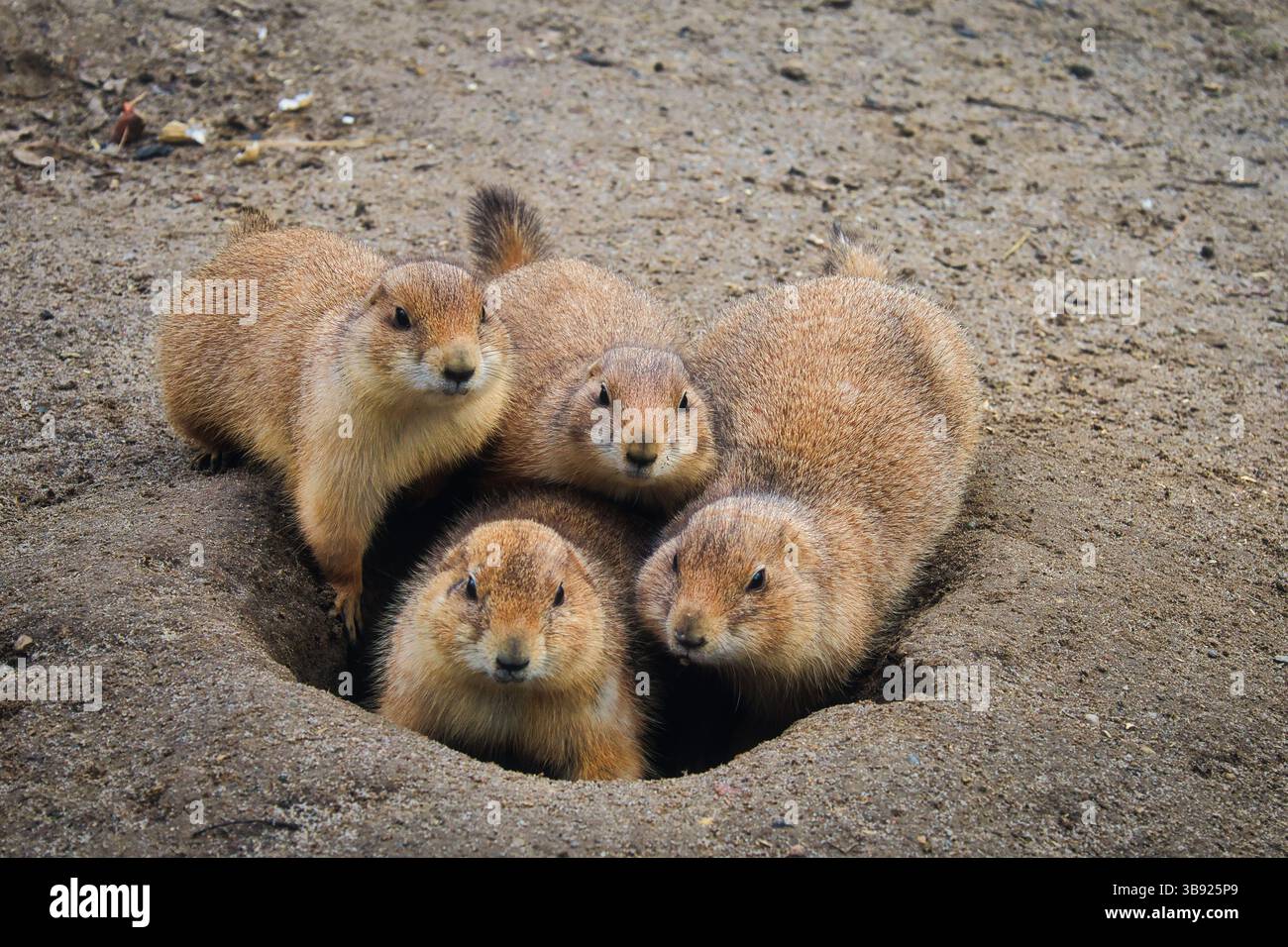cane prateria a terra Foto Stock