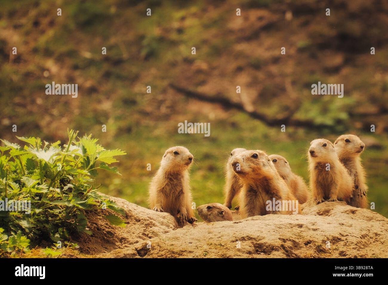 cane prateria a terra Foto Stock