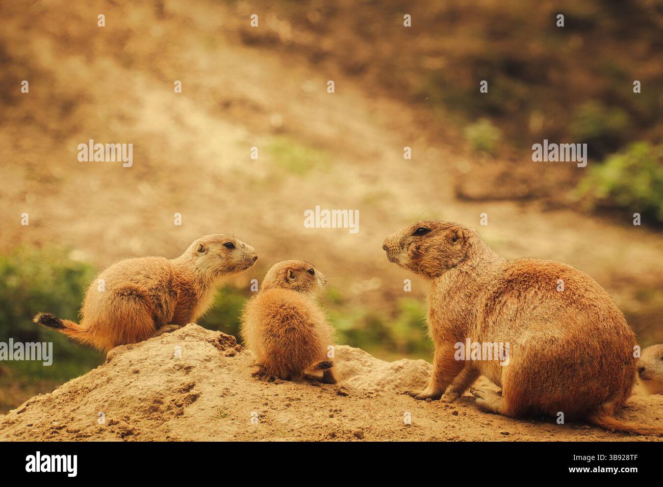 cane prateria a terra Foto Stock