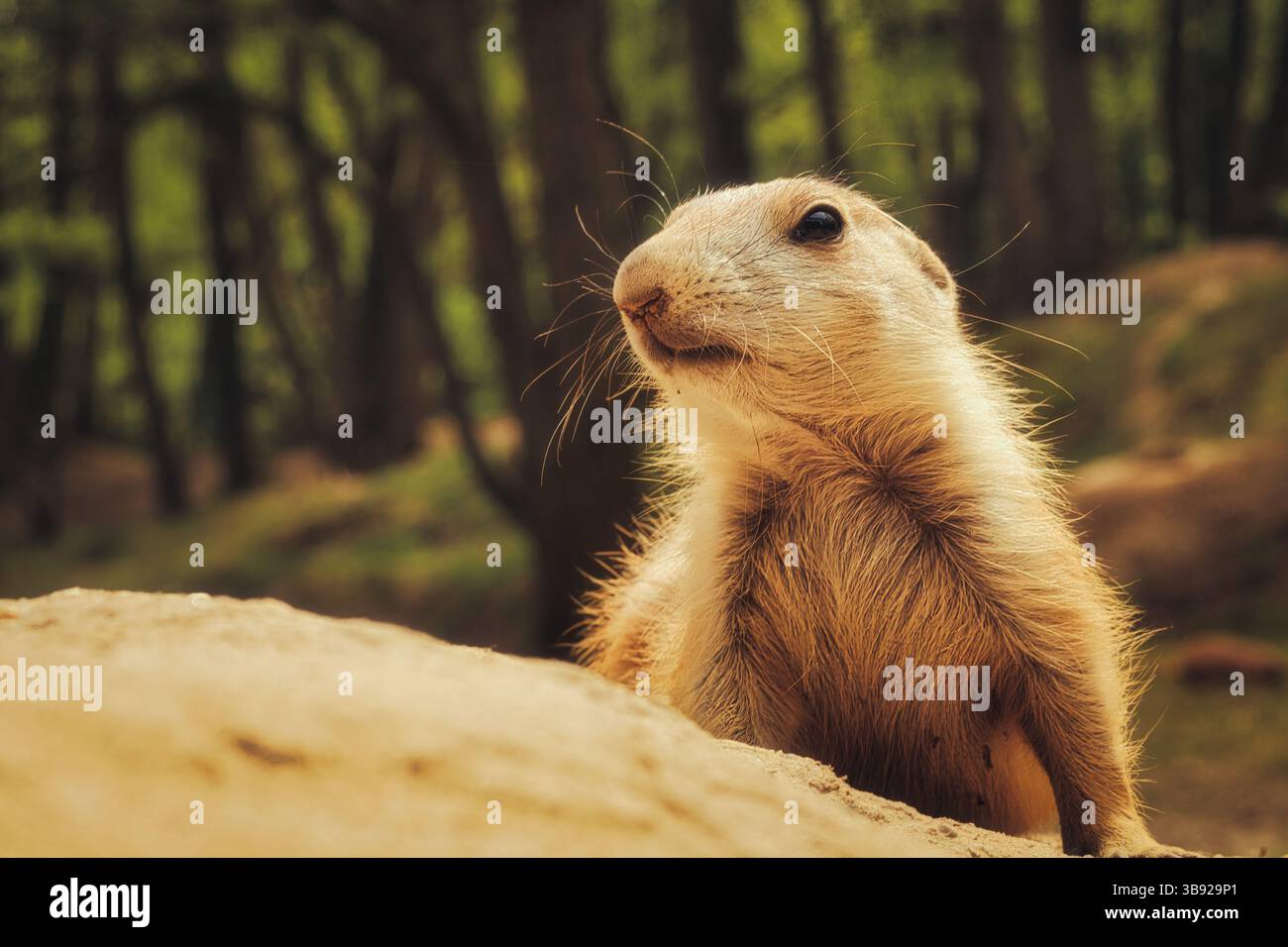 cane prateria a terra Foto Stock