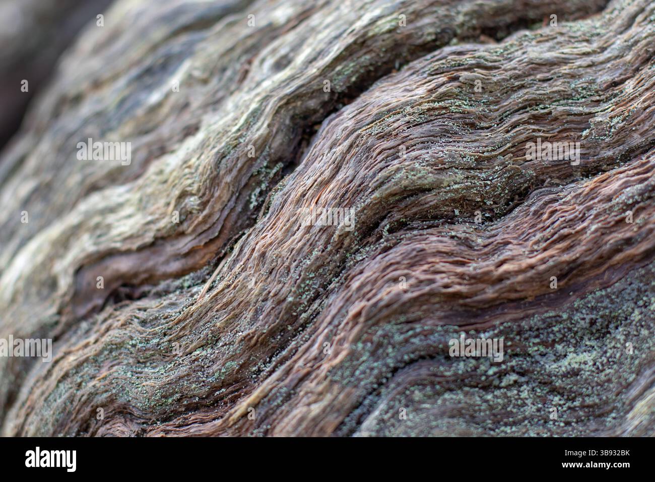 Corteccia di castagno superficie ondulata intemprata coperta di muschio e licheni. Sfondo naturale astratto con messa a fuoco selettiva. Primo piano del tronco vecchio di Сentury. Foto Stock