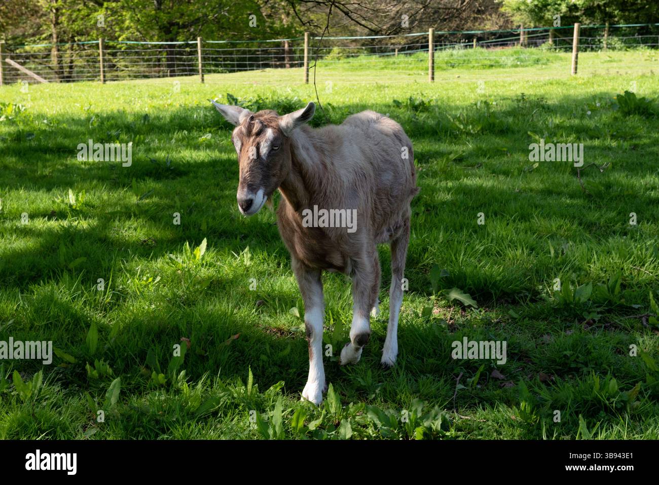 Toggenburger o capra di Toggenburg Foto Stock