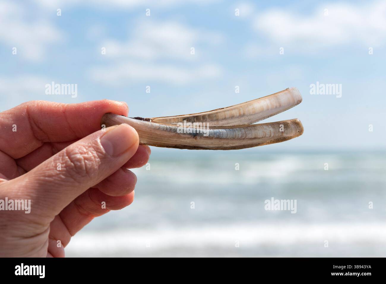 Beachcomber con il piccolo Ensis magnus, noto anche come conchiglia di rasoio o vongole di rasoio Foto Stock