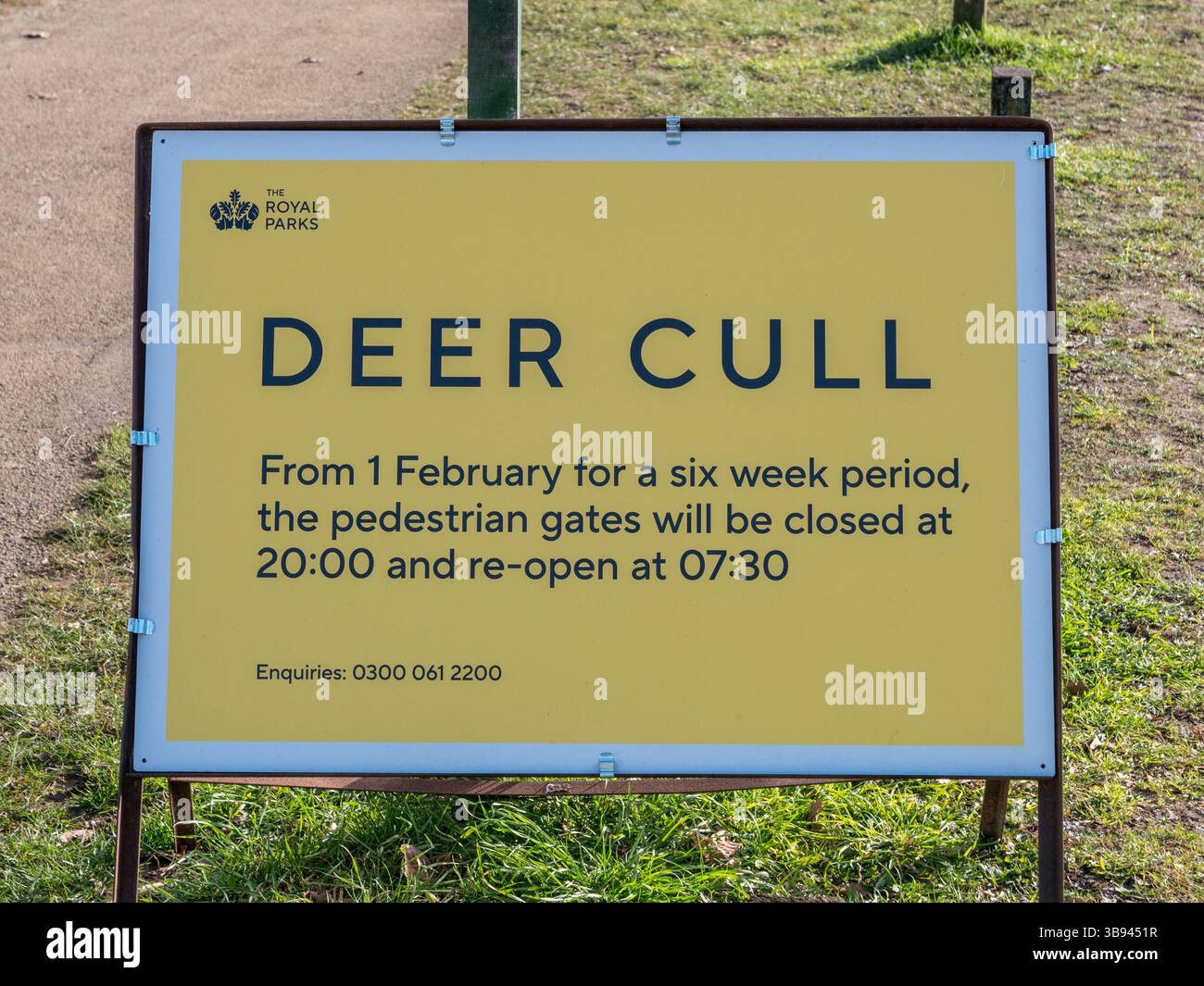 Segnalate ai visitatori l'abbattimento annuale dei cervi che si svolge a Richmond Park, Surrey, Regno Unito. Foto Stock