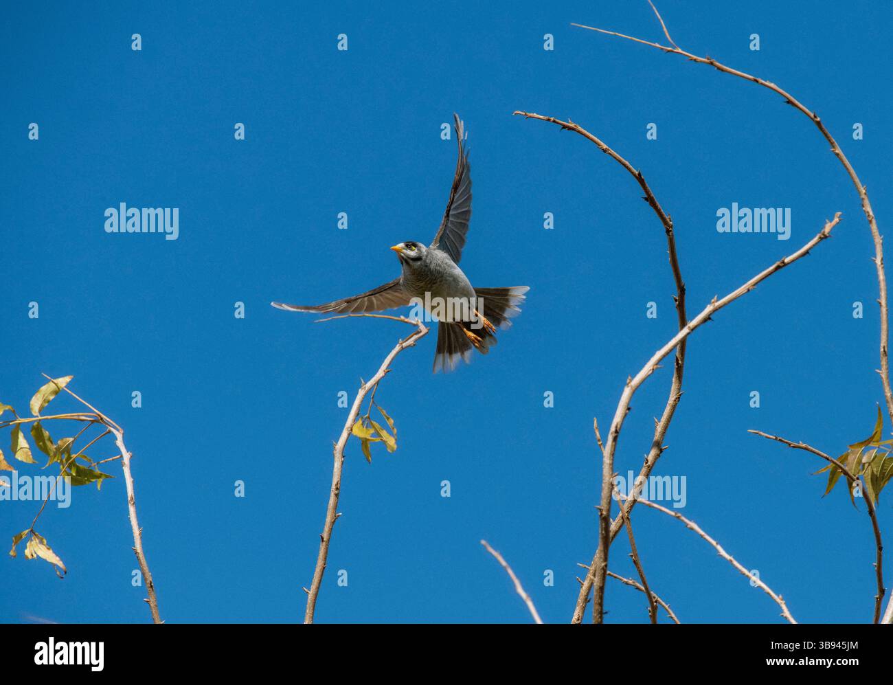 11 giugno 2022, Sydney, nuovo Galles del Sud, Australia: Australian Noisy Miner (Manorina melanocephala) decolla da un albero a Sydney, nuovo Galles del Sud, Australia. Il minatore rumoroso è un uccello della famiglia degli alveari, i Meliphagidae, ed è endemico dell'Australia orientale e sud-orientale. Questo minatore è un uccello grigio, con una testa nera, becco e piedi giallo-arancio, una caratteristica striscia gialla dietro l'occhio e punte bianche sulle piume della coda. Aggressivo e territoriale; vive nelle colonie e difende vigorosamente i territori da qualsiasi cosa si muova. (Immagine di credito: © Tara Malhotra/ZUMA Press Wire) Foto Stock