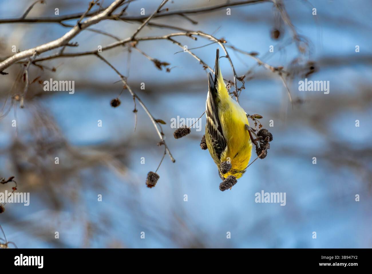 Giallo, piccolo uccello Goldfinch appeso in un albero di betulla che mangia semi. Foto Stock
