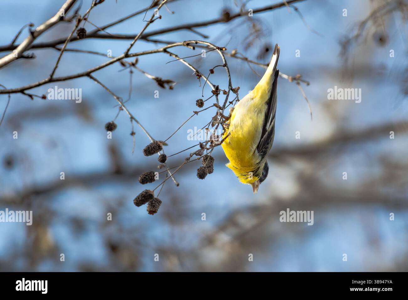 Giallo, piccolo uccello Goldfinch appeso in un albero di betulla che mangia semi. Foto Stock