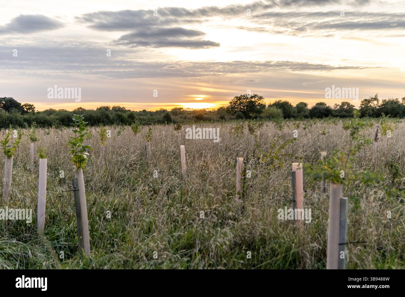 I giovani alberelli prosperano nei tubi protettivi tra l'erba alta del Severn Valley Scenic Point, riflettendo un passo avanti fiducioso verso un futuro più verde. Foto Stock