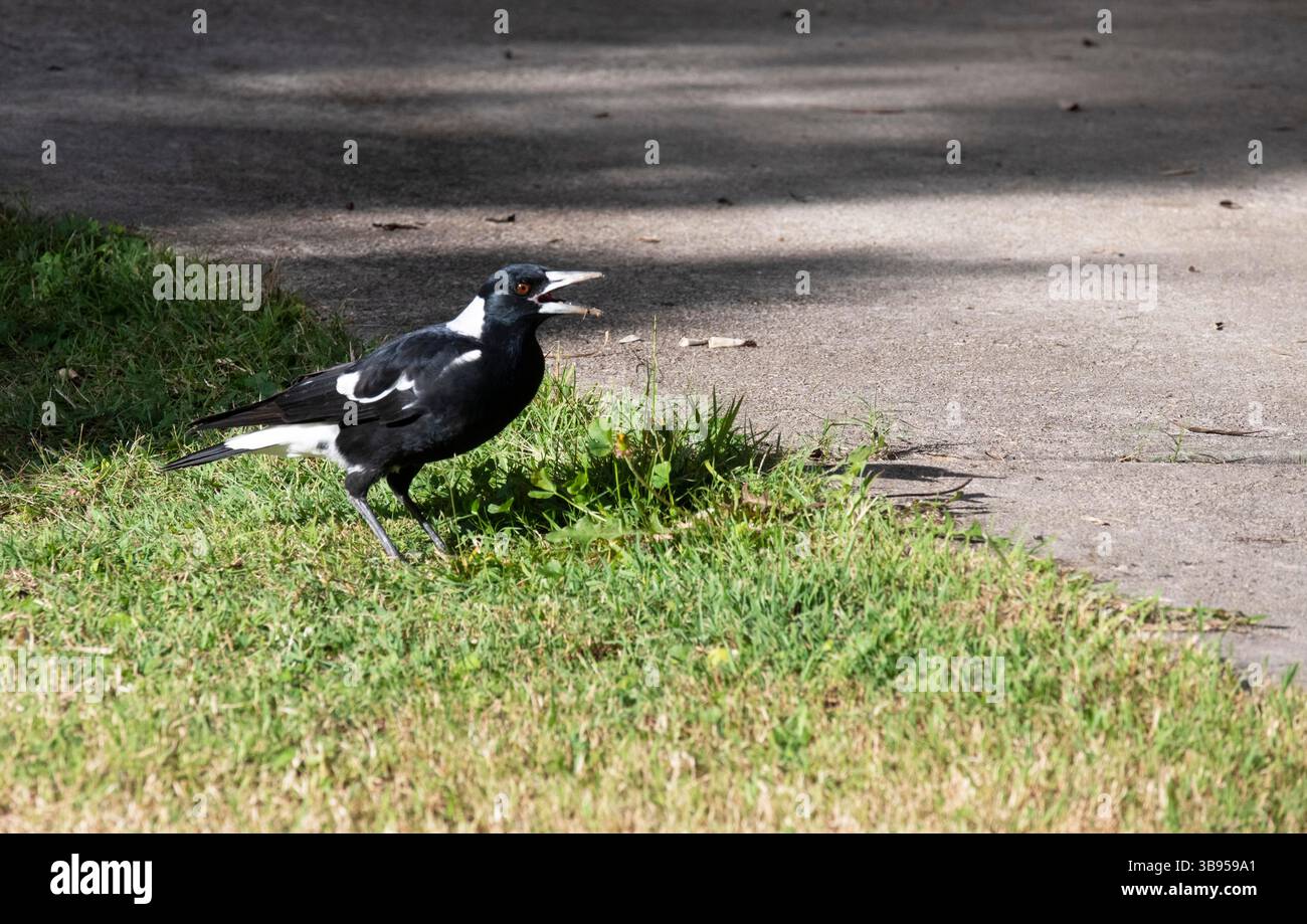 23 aprile 2022, Sydney, nuovo Galles del Sud, Australia: Australian Magpie (Gymnorhina tibicen) alla ricerca di cibo a Sydney, nuovo Galles del Sud, Australia. Il Magpie australiano è bianco e nero, ma il motivo del piumaggio varia a seconda della sua gamma. La sua nuca, la parte superiore della coda e la spalla sono bianche nei maschi e grigie nelle femmine. Il resto del corpo è nero. È originaria dell'Australia e della nuova Guinea meridionale. I Magpies australiani si trovano ovunque ci sia una combinazione di alberi e aree aperte adiacenti, compresi parchi e campi da gioco. Sono assenti solo dalle foreste più dense e dai deserti aridi. (Credito Foto Stock