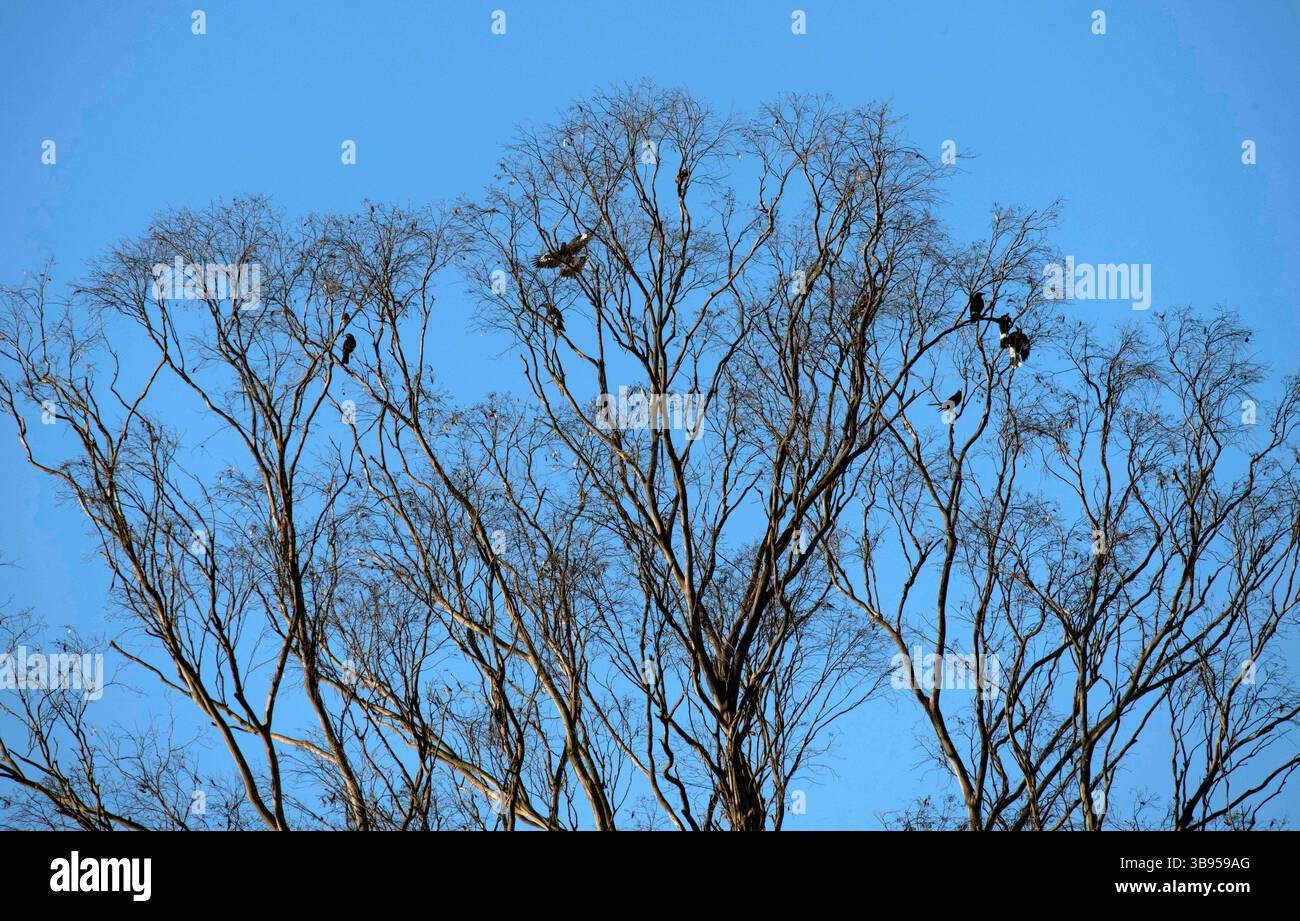 17 maggio 2022, Sydney, nuovo Galles del Sud (NSW, Australia: Australian Magpies (Gymnorhina tibicen) appollaiato su un albero a Sydney, nuovo Galles del Sud, Australia. Il Magpie australiano è bianco e nero, ma il motivo del piumaggio varia a seconda della sua gamma. La sua nuca, la parte superiore della coda e la spalla sono bianche nei maschi e grigie nelle femmine. Il resto del corpo è nero. È originaria dell'Australia e della nuova Guinea meridionale. I Magpies australiani si trovano ovunque ci sia una combinazione di alberi e aree aperte adiacenti, compresi parchi e campi da gioco. Sono assenti solo dalle foreste più dense e dai deserti aridi. (CR Foto Stock