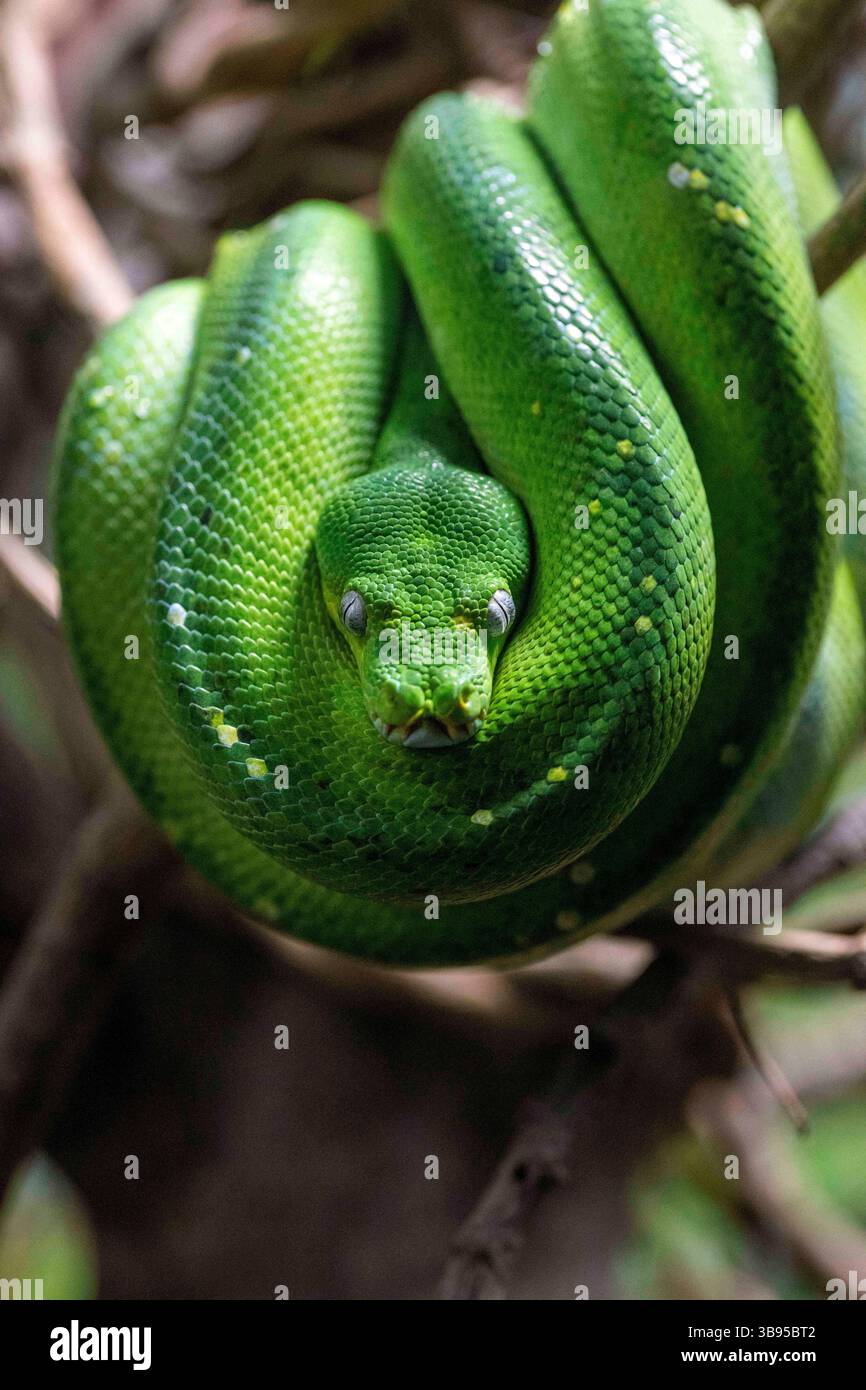 9 luglio 2023, Sydney, nuovo Galles del Sud, Australia: Green Tree Python (Morelia viridis) presso lo zoo di Sydney, nuovo Galles del Sud, Australia. Il pitone verde è un serpente non velenoso verde brillante con teste a forma di diamante e squame irregolari. (Immagine di credito: © Tara Malhotra/ZUMA Press Wire) Foto Stock
