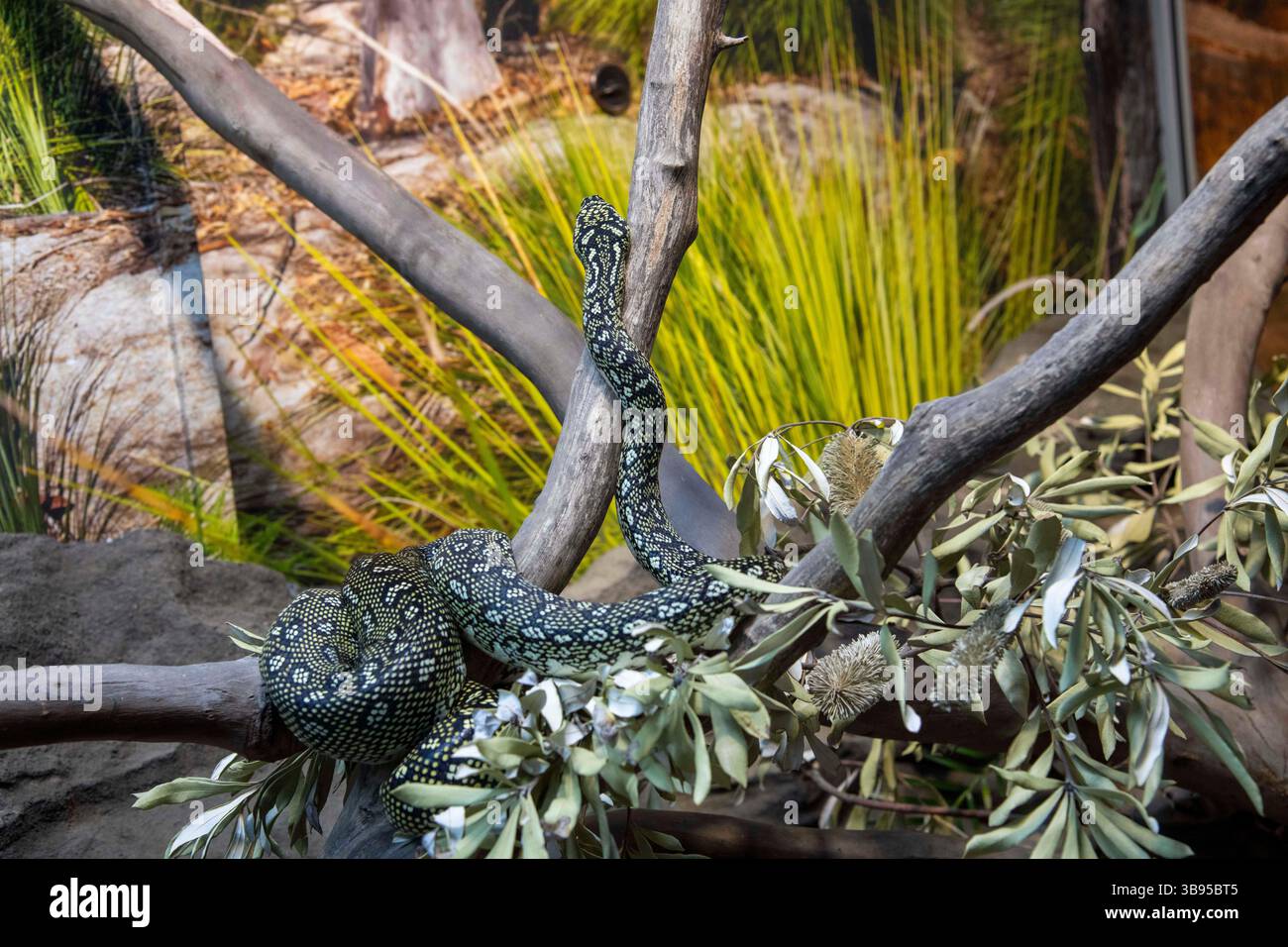 9 luglio 2023, Sydney, nuovo Galles del Sud, Australia: Diamond Python (Morelia Spilota Spilota) presso lo zoo di Sydney, nuovo Galles del Sud, Australia. Diamond Pythons sono parenti stretti del Carpet Python e sono neri con motivi crema e gialli. Possono essere principalmente nere con poche macchie o gialle con pochi bordi neri. (Immagine di credito: © Tara Malhotra/ZUMA Press Wire) Foto Stock