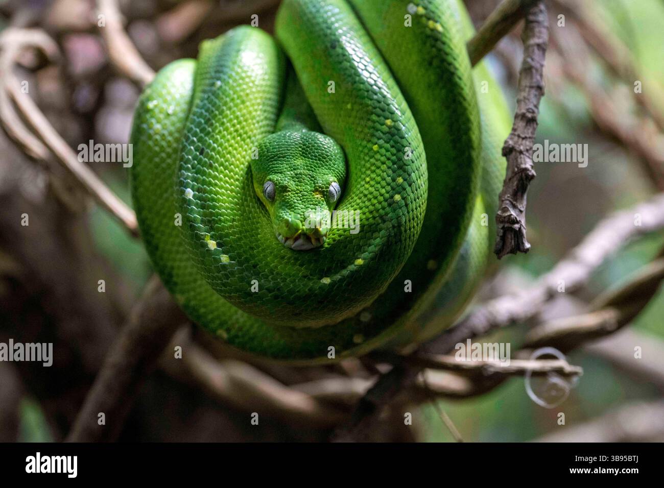 9 luglio 2023, Sydney, nuovo Galles del Sud, Australia: Green Tree Python (Morelia viridis) presso lo zoo di Sydney, nuovo Galles del Sud, Australia. Il pitone verde è un serpente non velenoso verde brillante con teste a forma di diamante e squame irregolari. (Immagine di credito: © Tara Malhotra/ZUMA Press Wire) Foto Stock