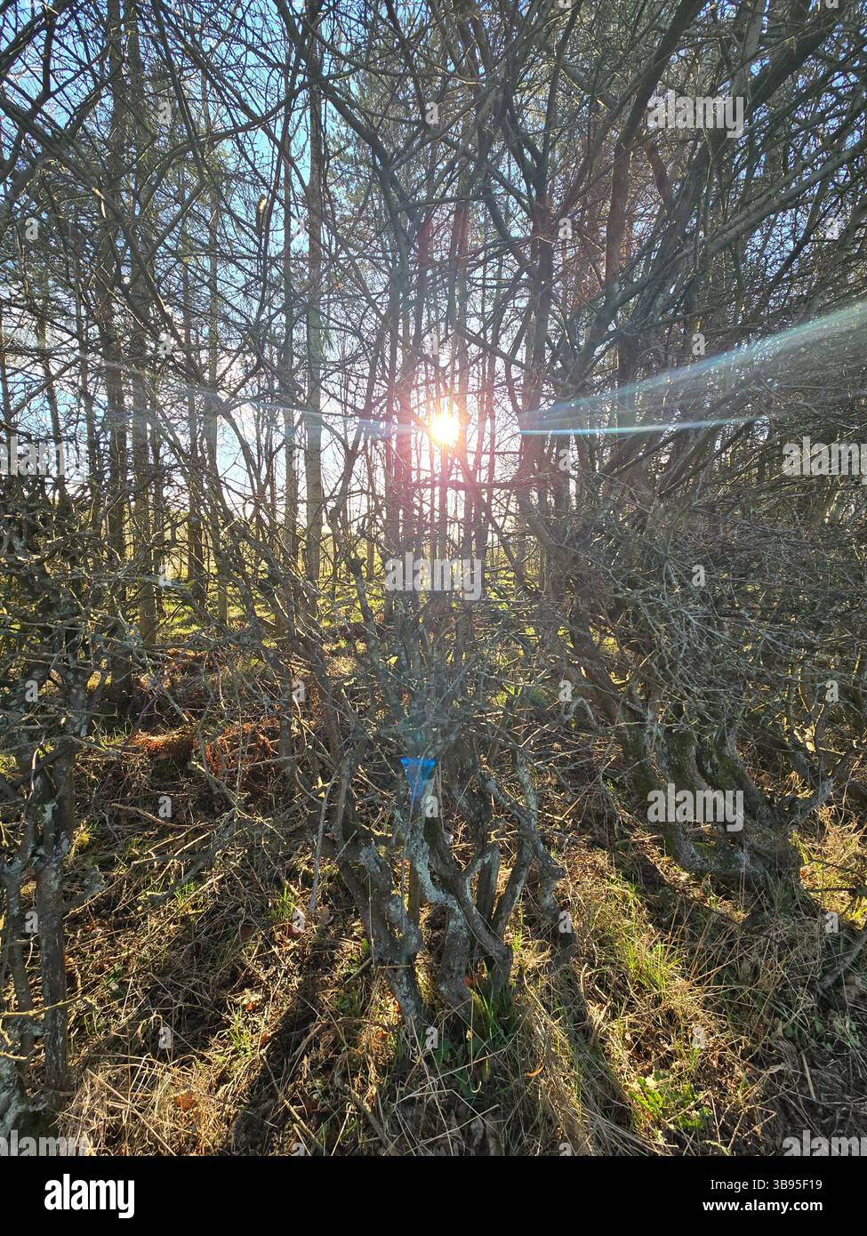 La luce del sole si irradia attraverso un fitto groviglio di rami senza foglie in un tranquillo bosco, gettando lunghe ombre sul fondo della foresta alla luce delle prime ore della sera. Foto Stock