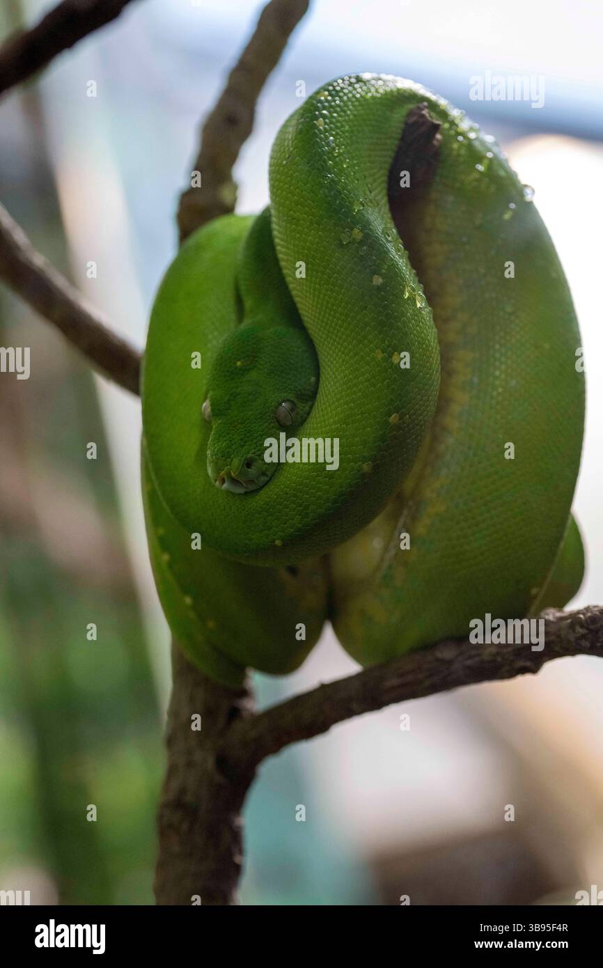 9 luglio 2023, Sydney, nuovo Galles del Sud, Australia: Green Tree Python (Morelia viridis) presso lo zoo di Sydney, nuovo Galles del Sud, Australia. Il pitone verde è un serpente non velenoso verde brillante con teste a forma di diamante e squame irregolari. (Immagine di credito: © Tara Malhotra/ZUMA Press Wire) Foto Stock