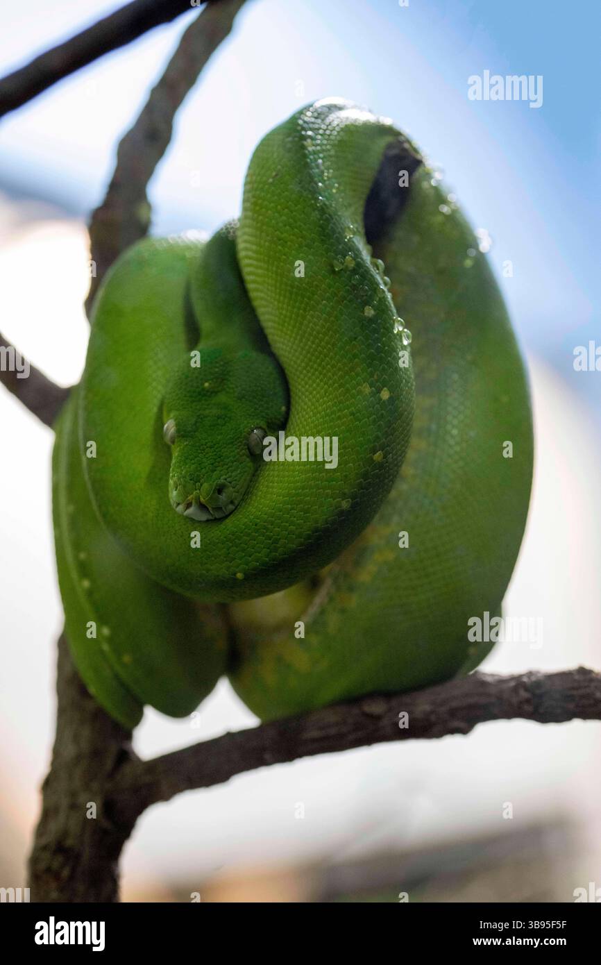 9 luglio 2023, Sydney, nuovo Galles del Sud, Australia: Green Tree Python (Morelia viridis) presso lo zoo di Sydney, nuovo Galles del Sud, Australia. Il pitone verde è un serpente non velenoso verde brillante con teste a forma di diamante e squame irregolari. (Immagine di credito: © Tara Malhotra/ZUMA Press Wire) Foto Stock