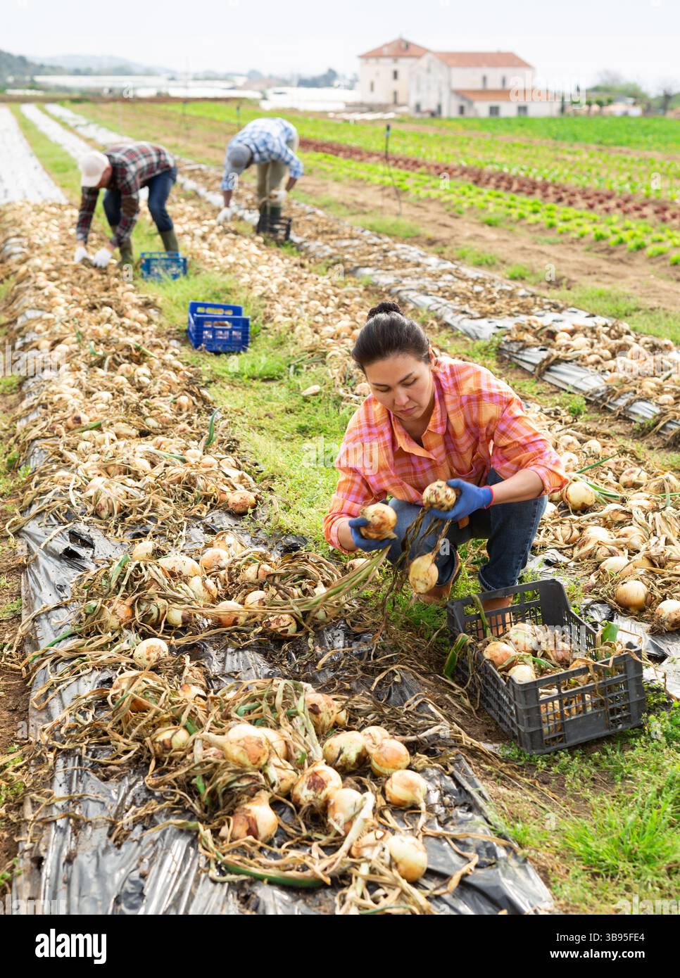 Gruppo multietnico di lavoratori agricoli che raccolgono cipolla Foto Stock