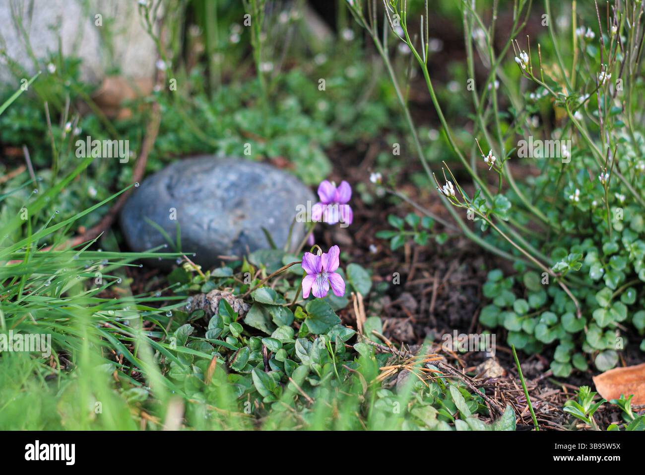 Dog Violets in mezzo a Pelosa Bittercress Foto Stock