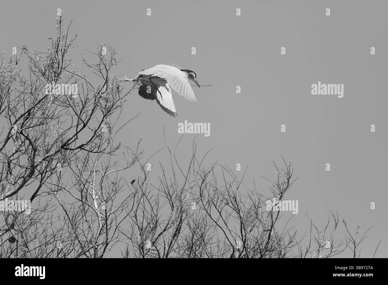 15 febbraio 2023, Hong Kong, CINA: A Hong Kong durante la stagione riproduttiva in primavera, Magpie decolla da un albero con un pezzo di ramo d'albero nel becco per la costruzione del nido. Magpie è un uccello comunemente visto a Hong Kong all'interno di un'area urbana vicino agli habitat umani.Feb-15,2023Hong Kong.ZUMA/Liau Chung-Ren (immagine di credito: © Liau Chung-Ren/ZUMA Press Wire) Foto Stock