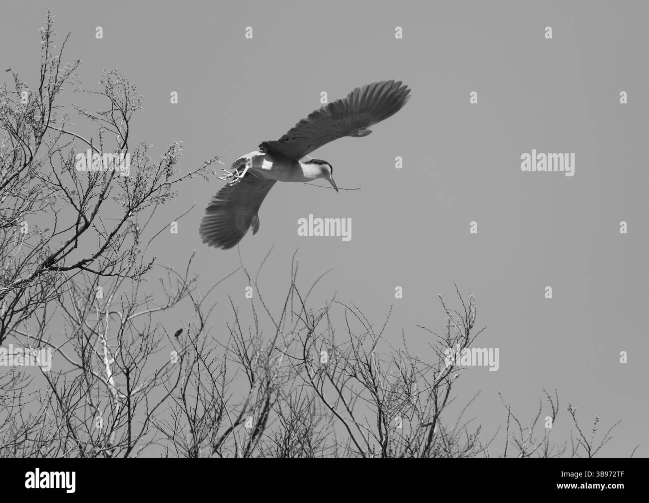 15 febbraio 2023, Hong Kong, CINA: A Hong Kong, un Magpie decolla da un albero con un pezzo di ramo d'albero nel becco per la costruzione del nido nella stagione della riproduzione.Feb-15.2023Hong Kong.ZUMA/Liau Chung-Ren (immagine di credito: © Liau Chung-Ren/ZUMA Press Wire) Foto Stock