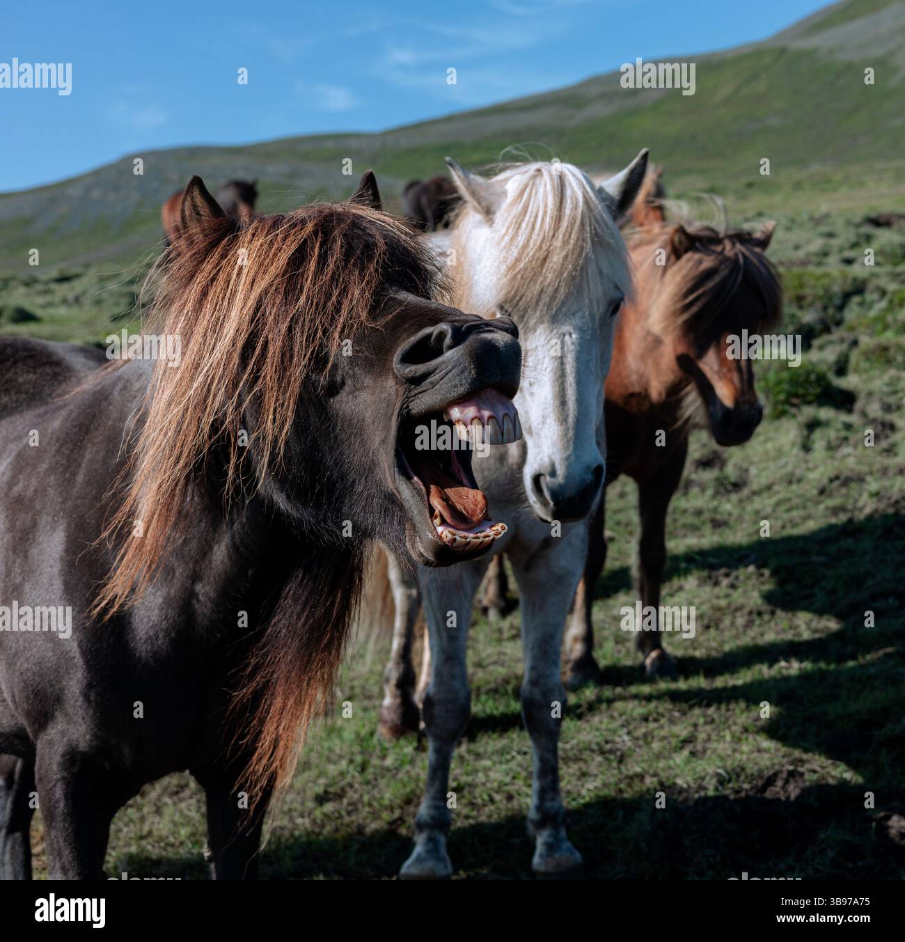 Foto di animali umoristici che mostrano volti espressivi di cavalli nella natura selvaggia dell'Islanda, divertenti reazioni di cavalli Foto Stock
