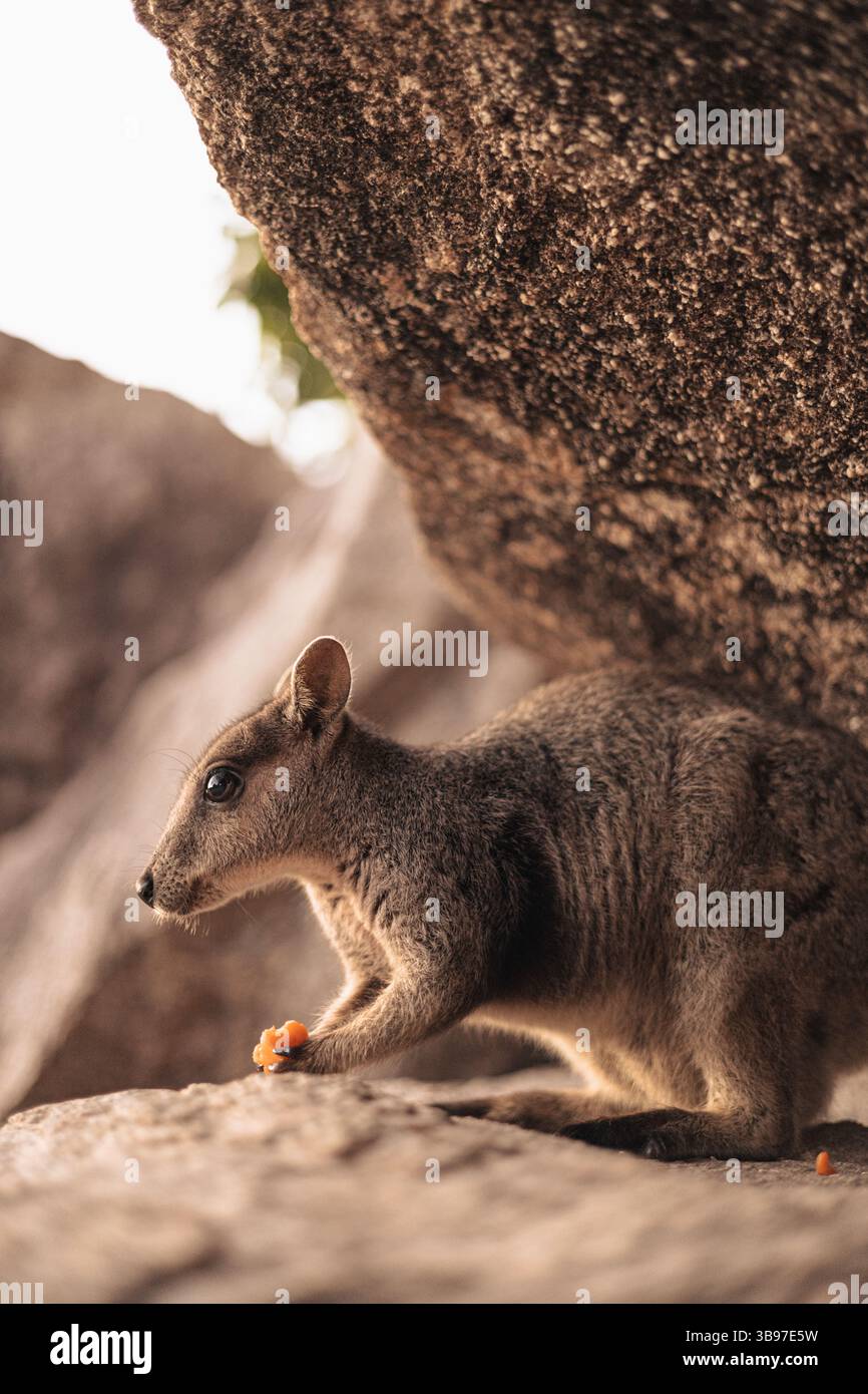 Primo piano di un wallaby di roccia australiano che mangia sotto una sporgenza rocciosa, wallaby di roccia minacciata che riposa e si nutre sotto le rocce riparatrici Foto Stock