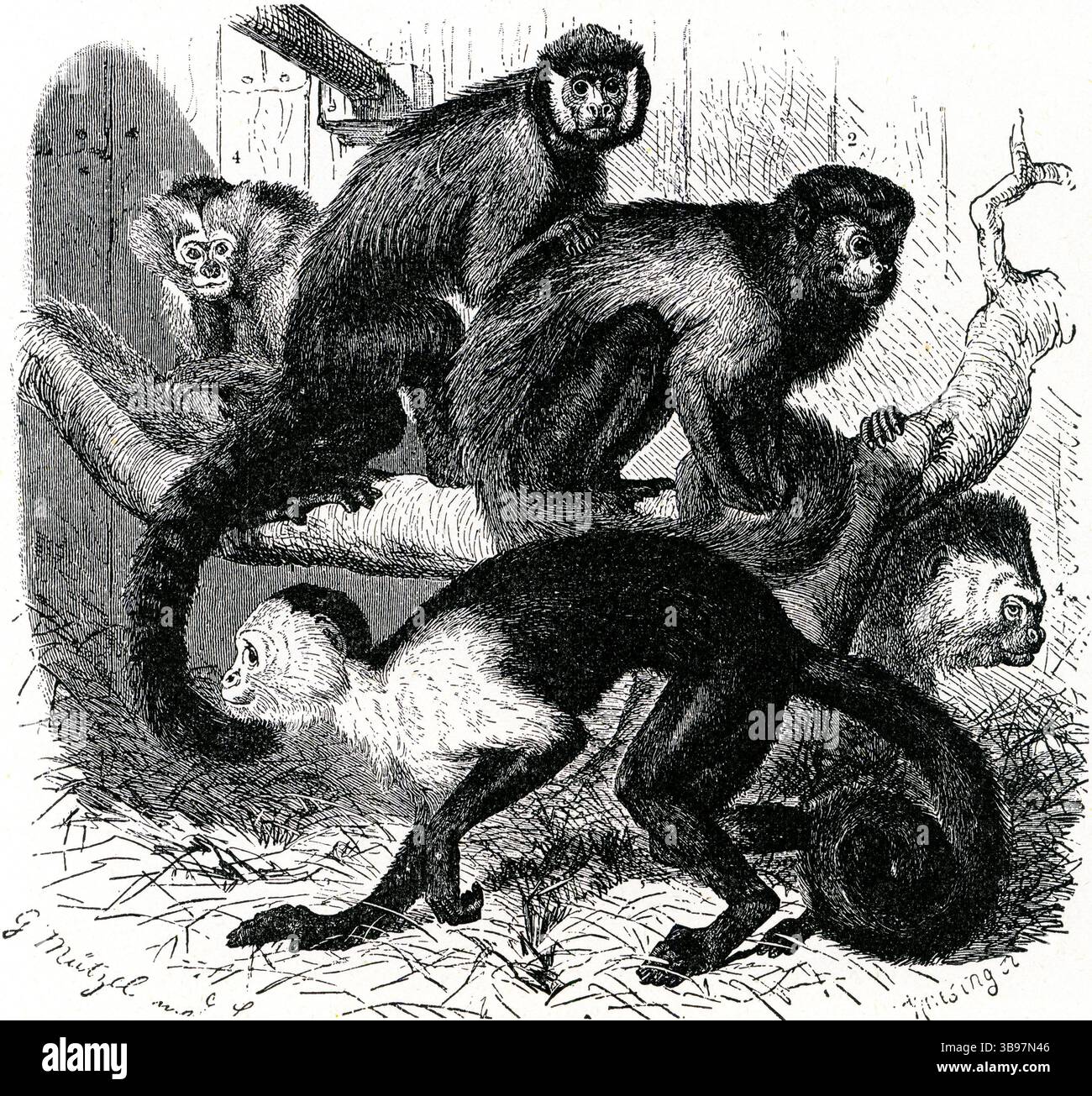 Un GRUPPO DI CAPPUCCINI （ Cappuccini con barba bianca / Cappuccini marroni / Cappuccini con faccia bianca / Cappuccini verdi） Foto Stock