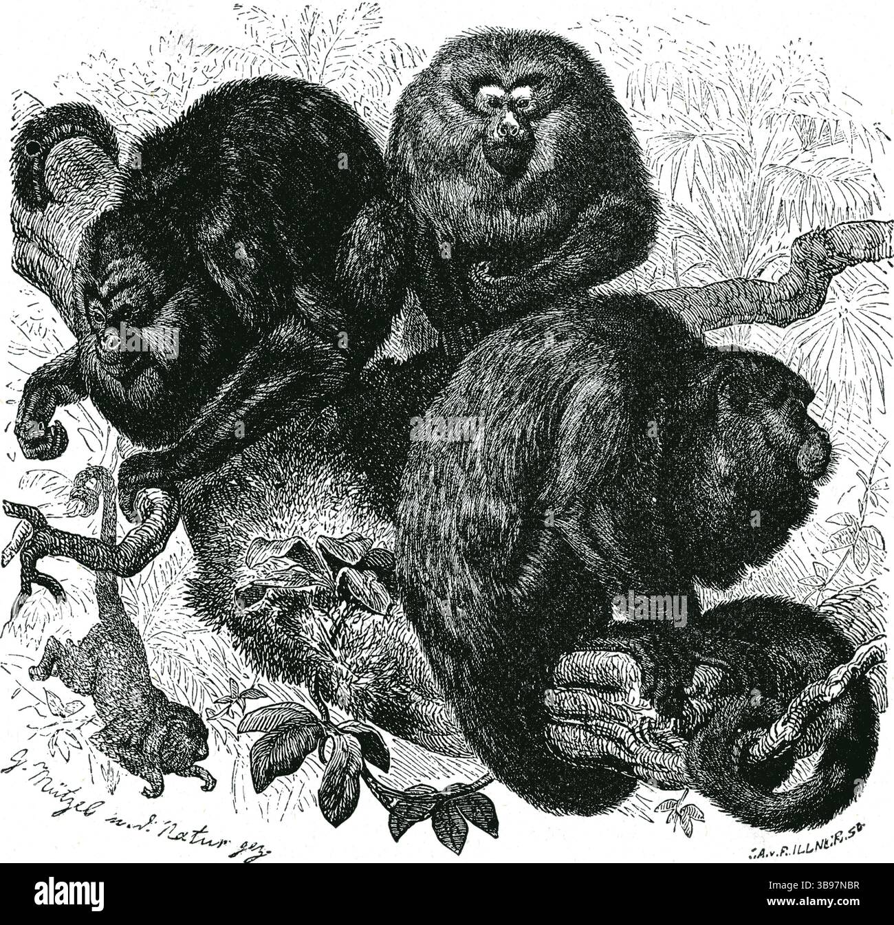 SCIMMIE URLATRICI NERE ( Mycetes niger ) - incisione del gruppo delle scimmie urlanti nere nel baldacchino della foresta Foto Stock