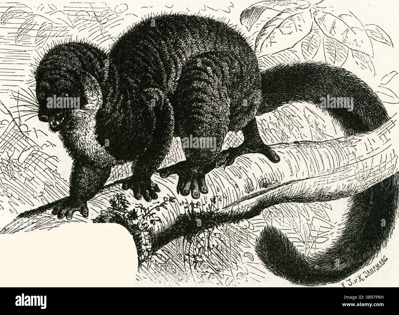 LEMUR Mongoz (Lemur mongoz) - Lemur Mongoose arroccato sul ramo con coda Bushy Foto Stock