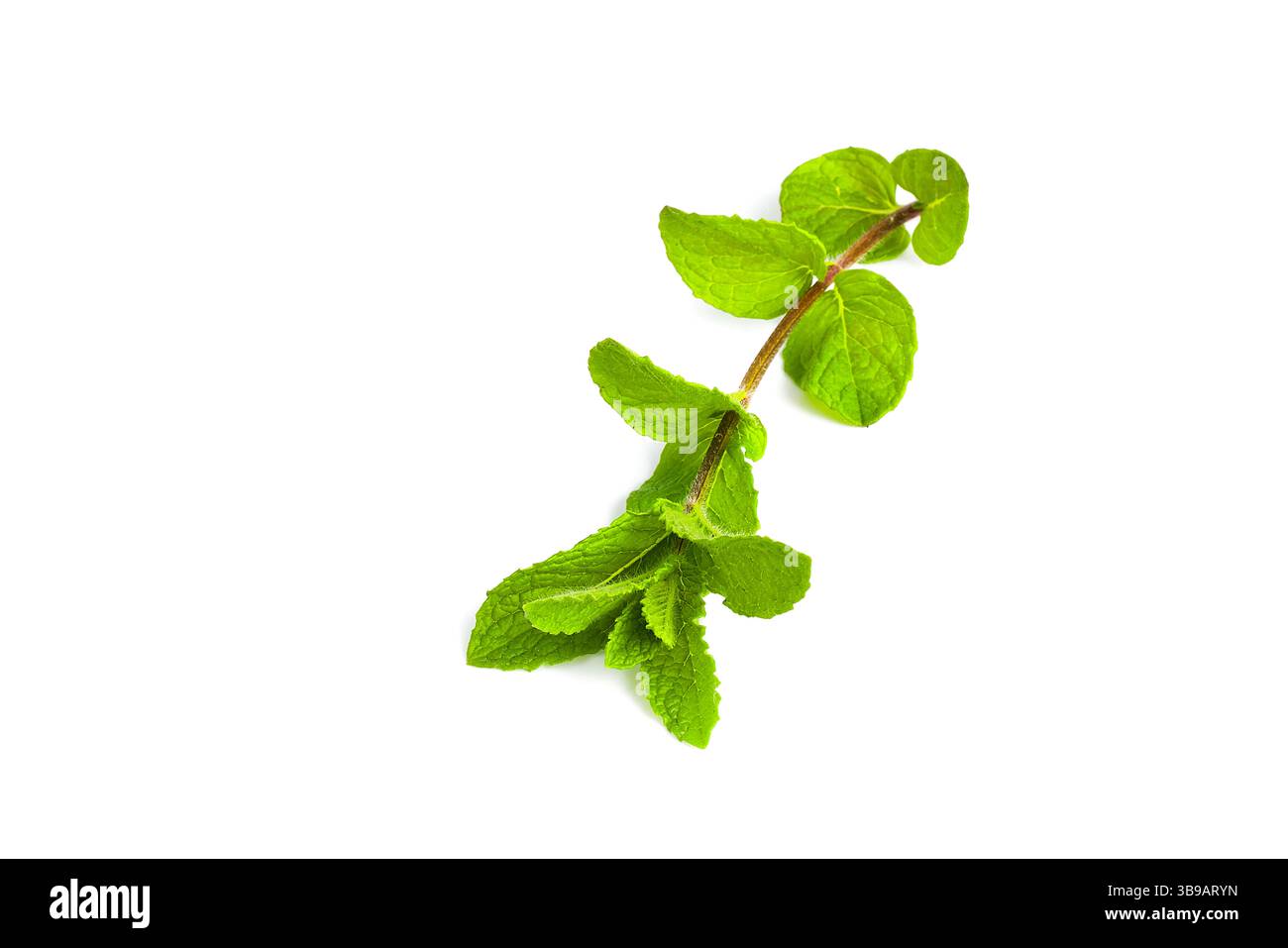 I rametti di menta con fogliame verde brillante sono visualizzati su uno sfondo bianco, le loro foglie lussureggianti creano un contrasto visivo sorprendente. Foto Stock