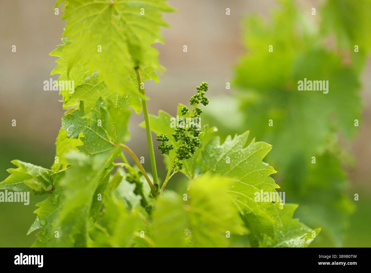 Primo piano di una pianta d'uva Foto Stock