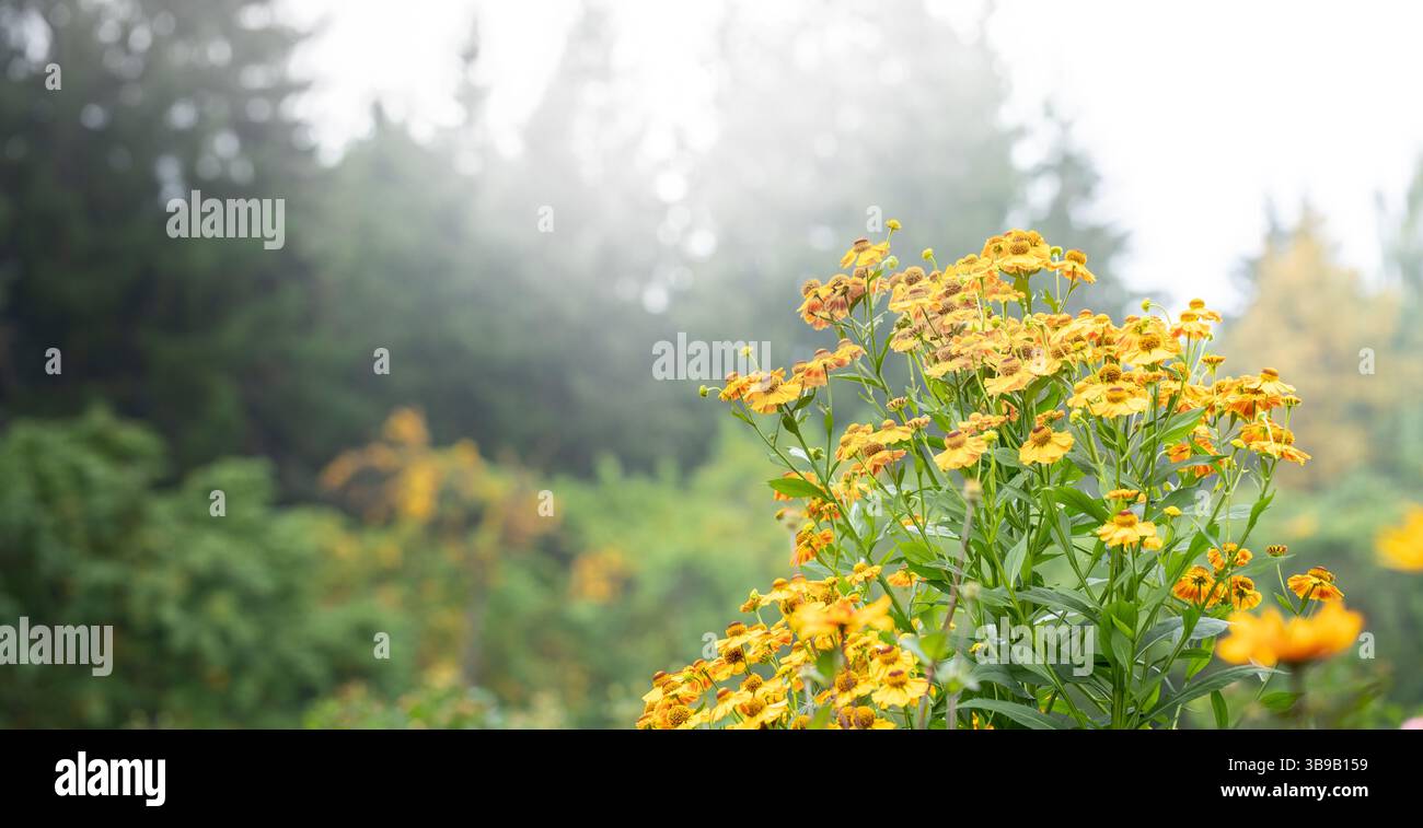 Fiori selvatici gialli luminosi nel nebbioso giardino mattutino creano una scena botanica allegra e minimalista. Perfetto per marchi sanitari, layout di stampa eco-compatibili, primavera Foto Stock