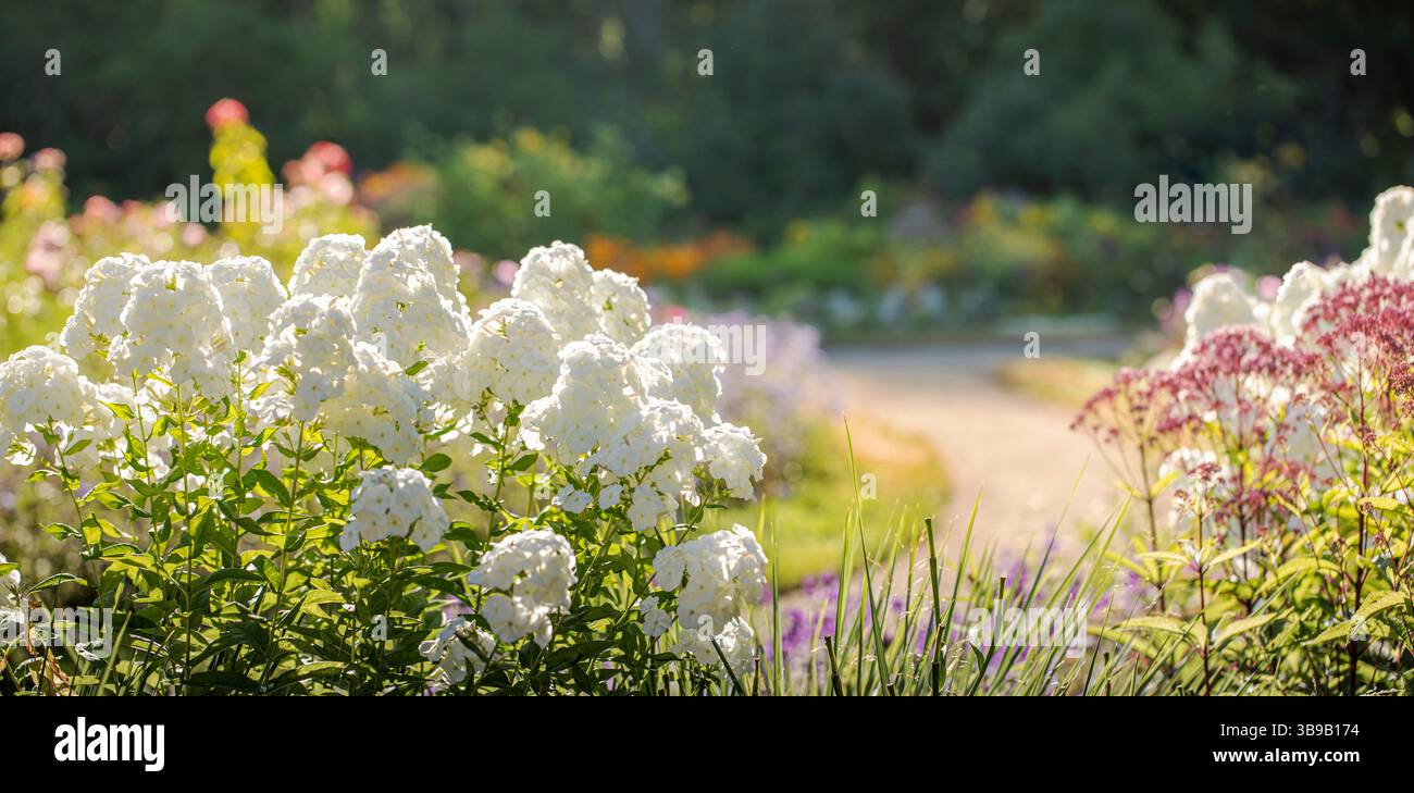 Percorso in un giardino botanico fiorito con floghe bianche e accenti colorati, ideale per contenuti benessere, promozioni del parco, temi per matrimoni o Festa della mamma Foto Stock