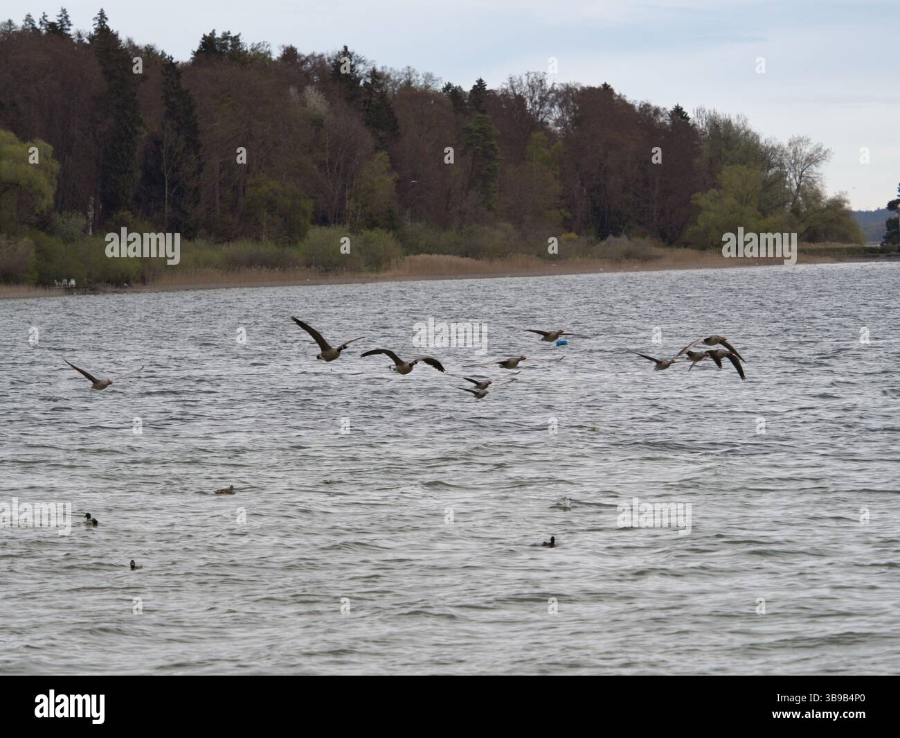 Uno stormo di oche vola sull'acqua lungo una costa boscosa del lago Chiemsee. Foto Stock