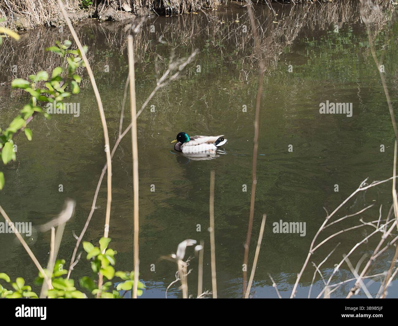 Un maschilo con una testa verde galleggia tranquillamente su un corpo d'acqua limpido. La scena è incorniciata da piante circostanti e vegetazione ripariale. Foto Stock