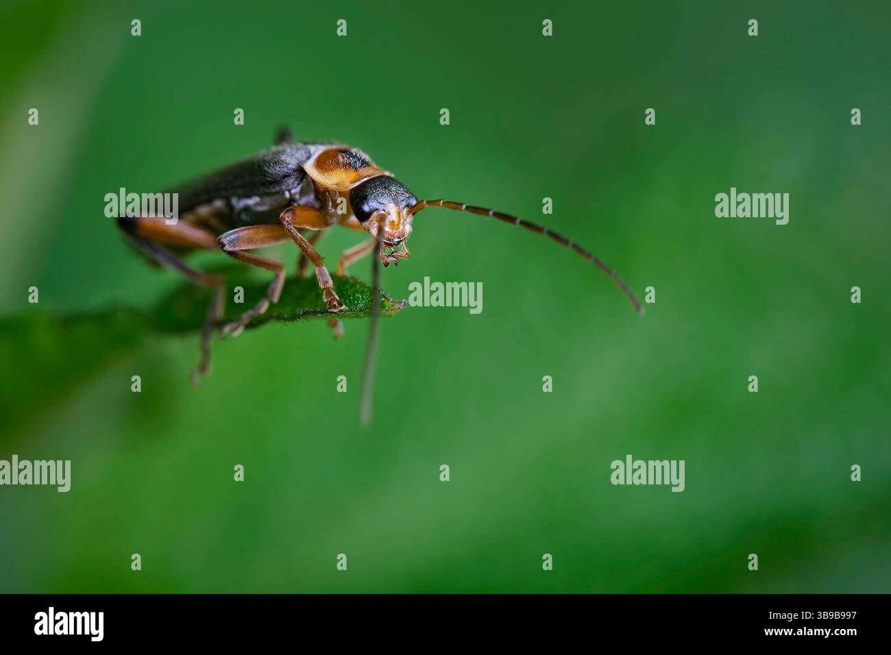 Gemeiner Weichkäfer Cantharis fusca . Gemeiner Weichkäfer Cantharis fusca . 20210528MIC0412 *** scarabeo comune dal corpo molle Cantharis fusca scarabeo comune dal corpo molle Cantharis fusca 20210528MIC0412 Foto Stock