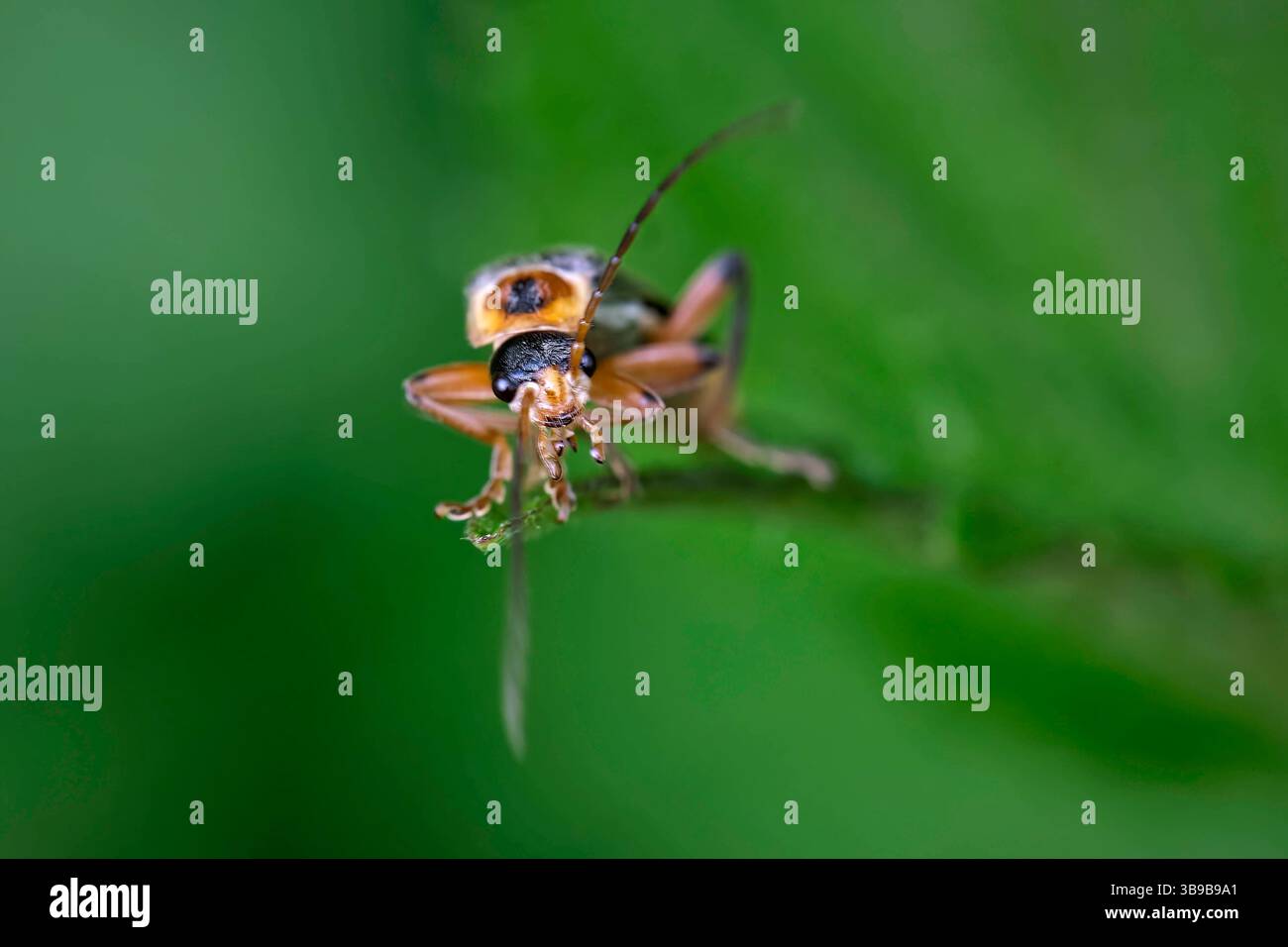 Gemeiner Weichkäfer Cantharis fusca . Gemeiner Weichkäfer Cantharis fusca . 20210528MIC0377 *** scarabeo comune dal corpo molle Cantharis fusca scarabeo comune dal corpo molle Cantharis fusca 20210528MIC0377 Foto Stock